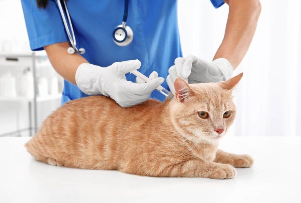 Flea & Tick Treatment & Medicine