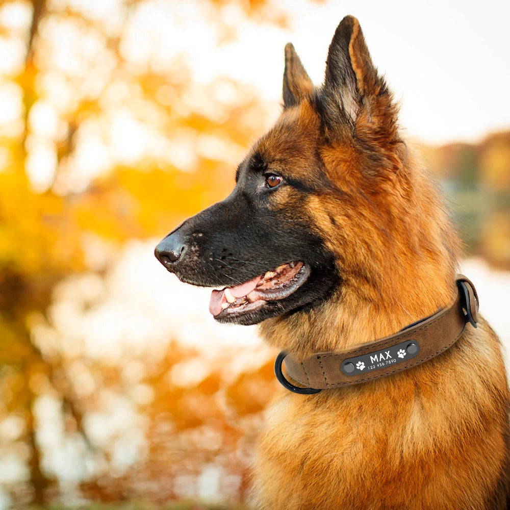 Personalized Leather Dog Collar with ID Tag for Small to Large Dogs