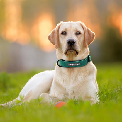 Personalized Leather Dog Collar with ID Tag for Small to Large Dogs