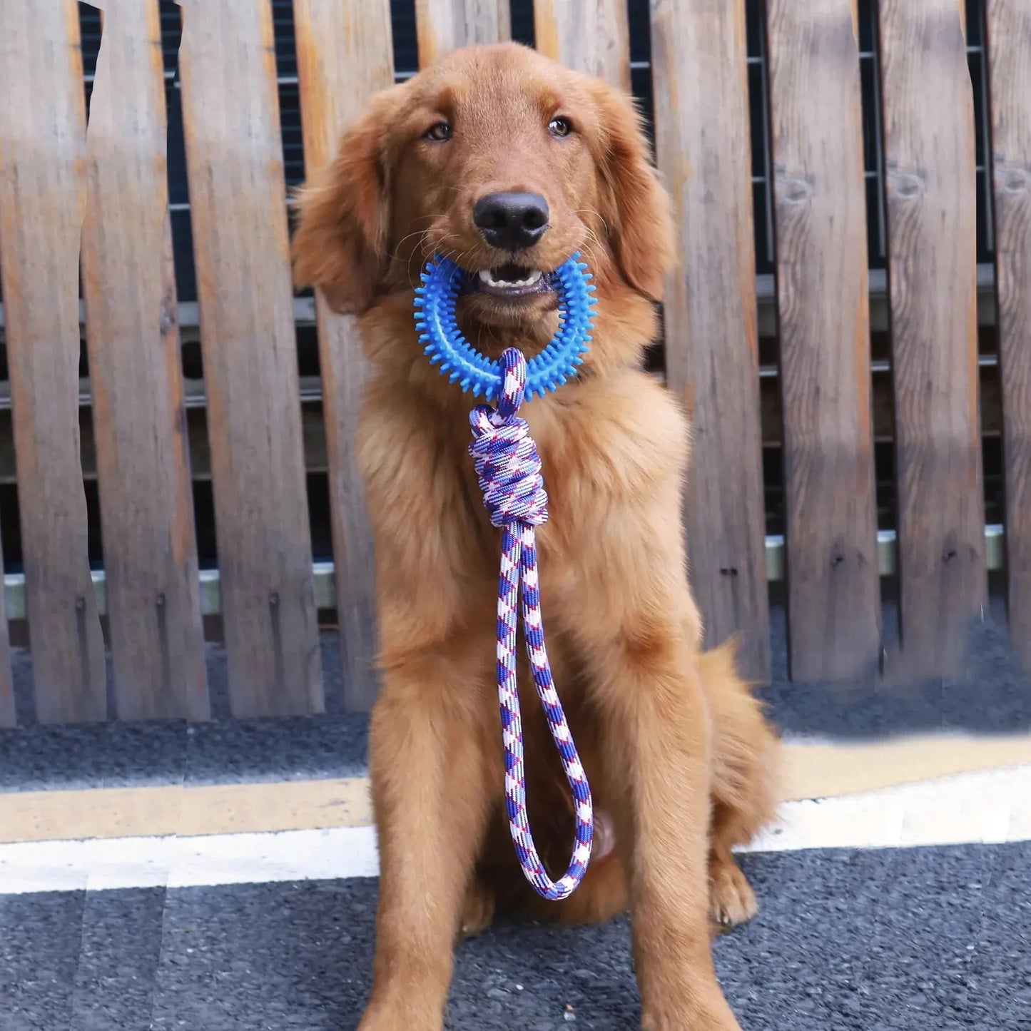 Interactive Training Ring for Dogs, Spike Toy for Teeth Cleaning