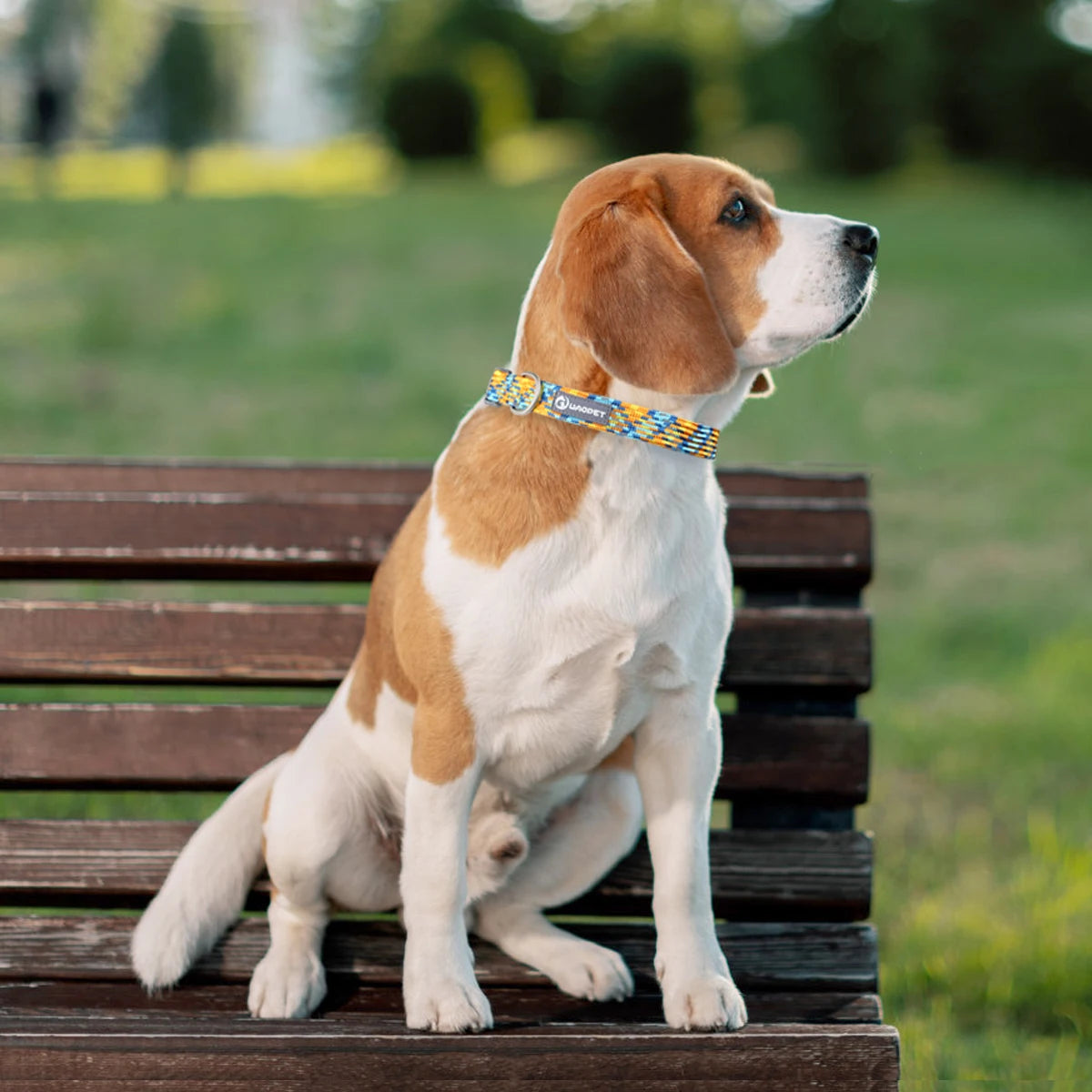 Reflective Adjustable Pet Collar - Anti-Loss Safety for Puppies and Kittens