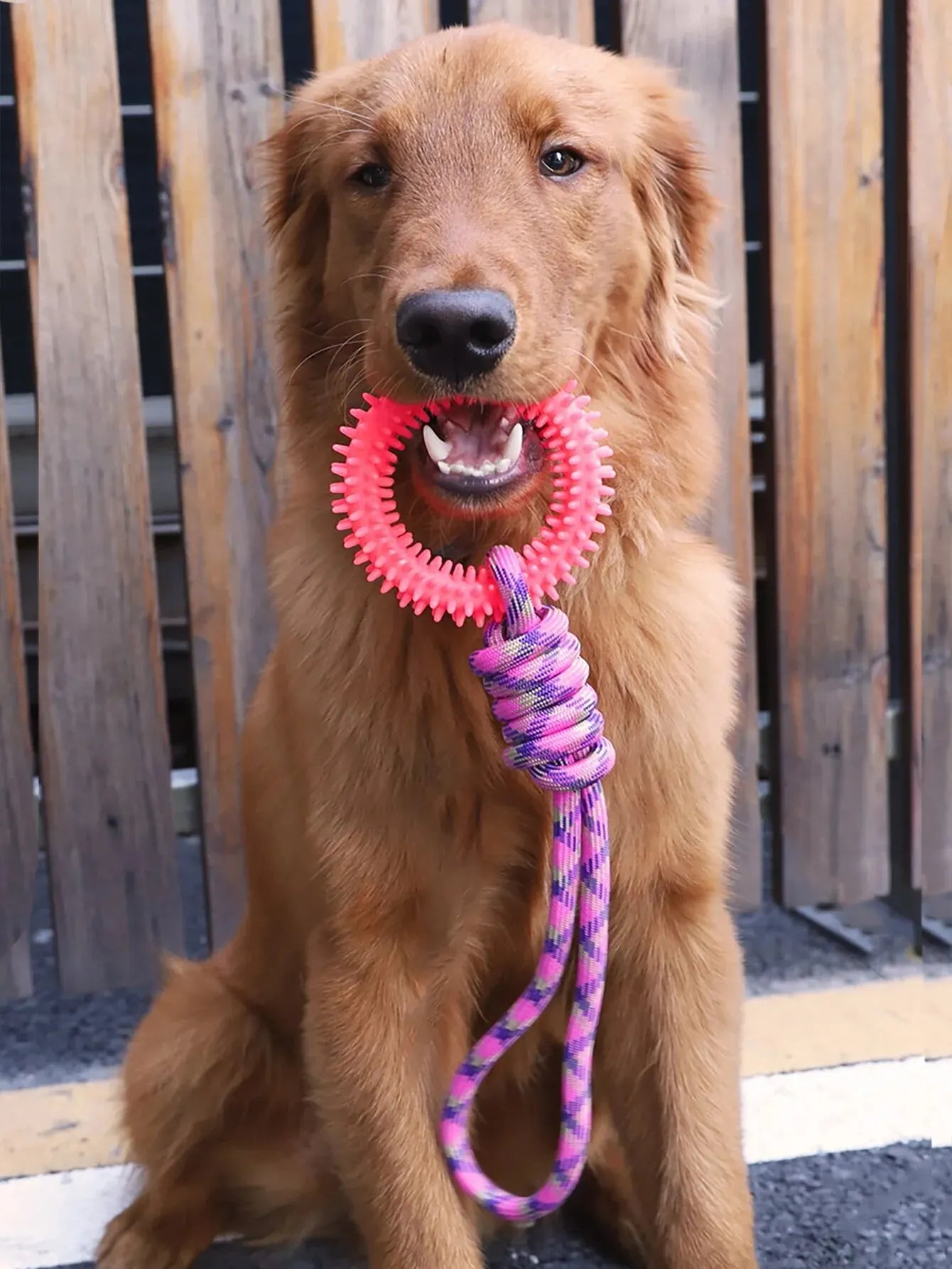 Interactive Training Ring for Dogs, Spike Toy for Teeth Cleaning