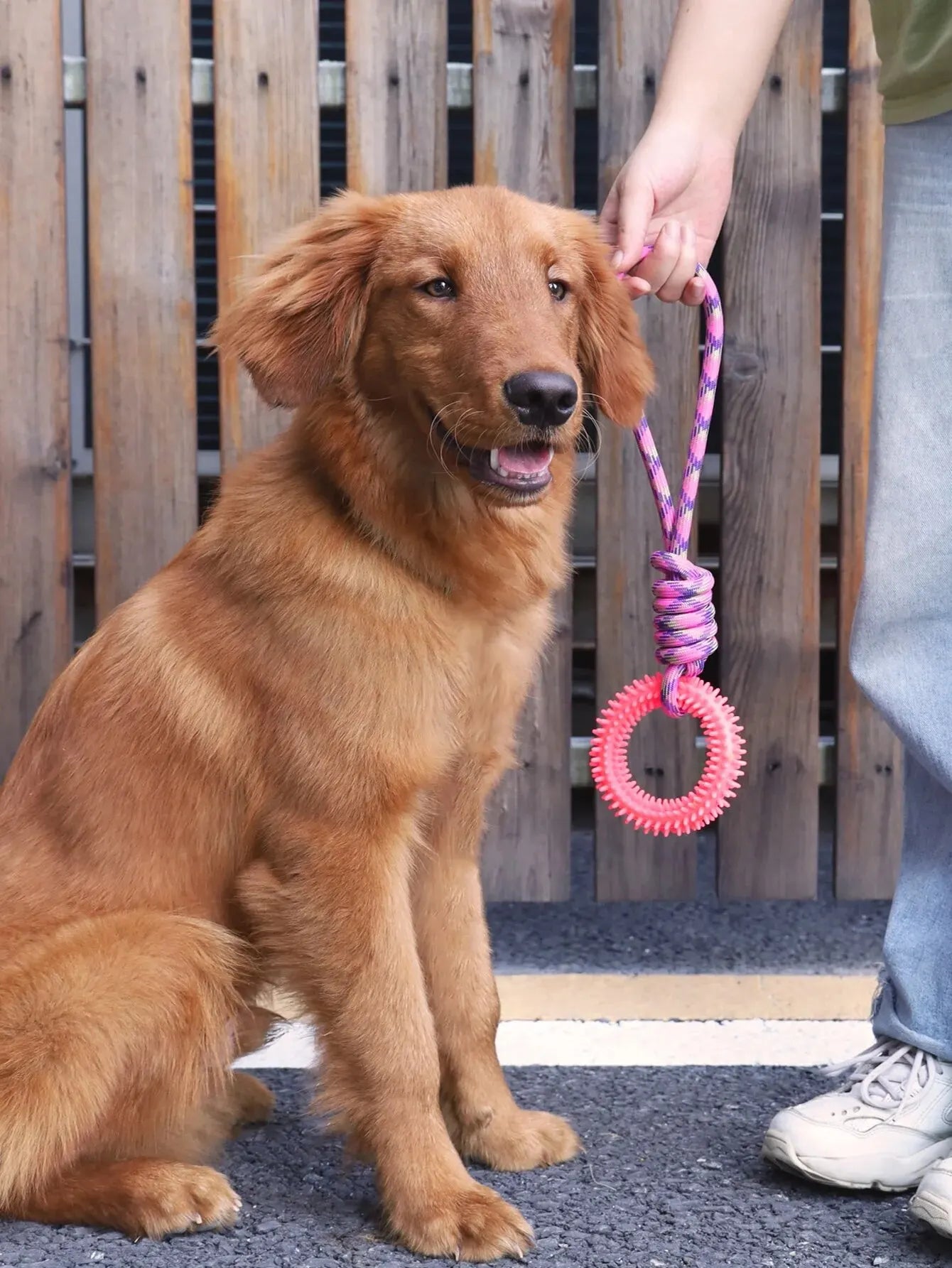 Interactive Training Ring for Dogs, Spike Toy for Teeth Cleaning