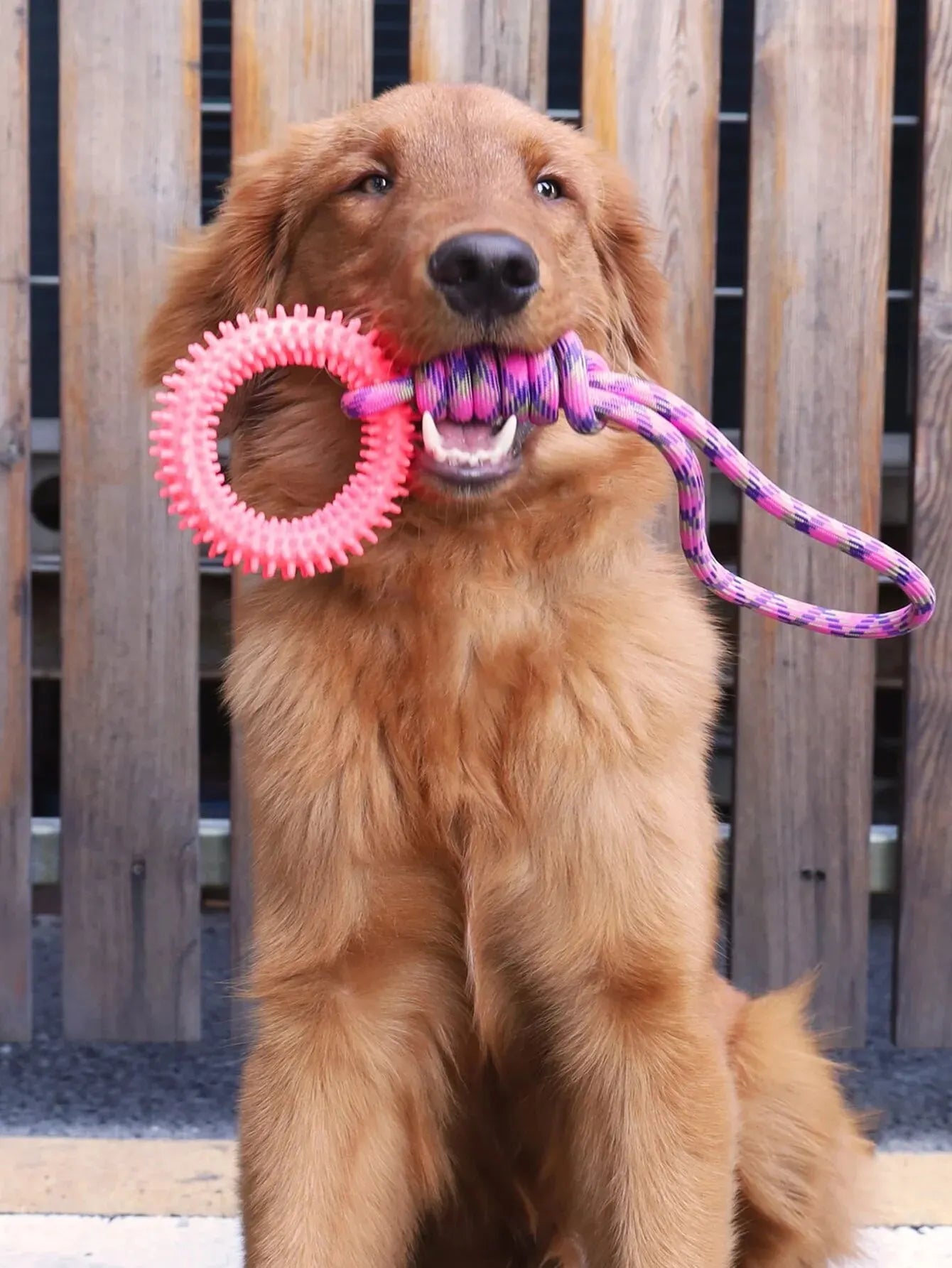 Interactive Training Ring for Dogs, Spike Toy for Teeth Cleaning