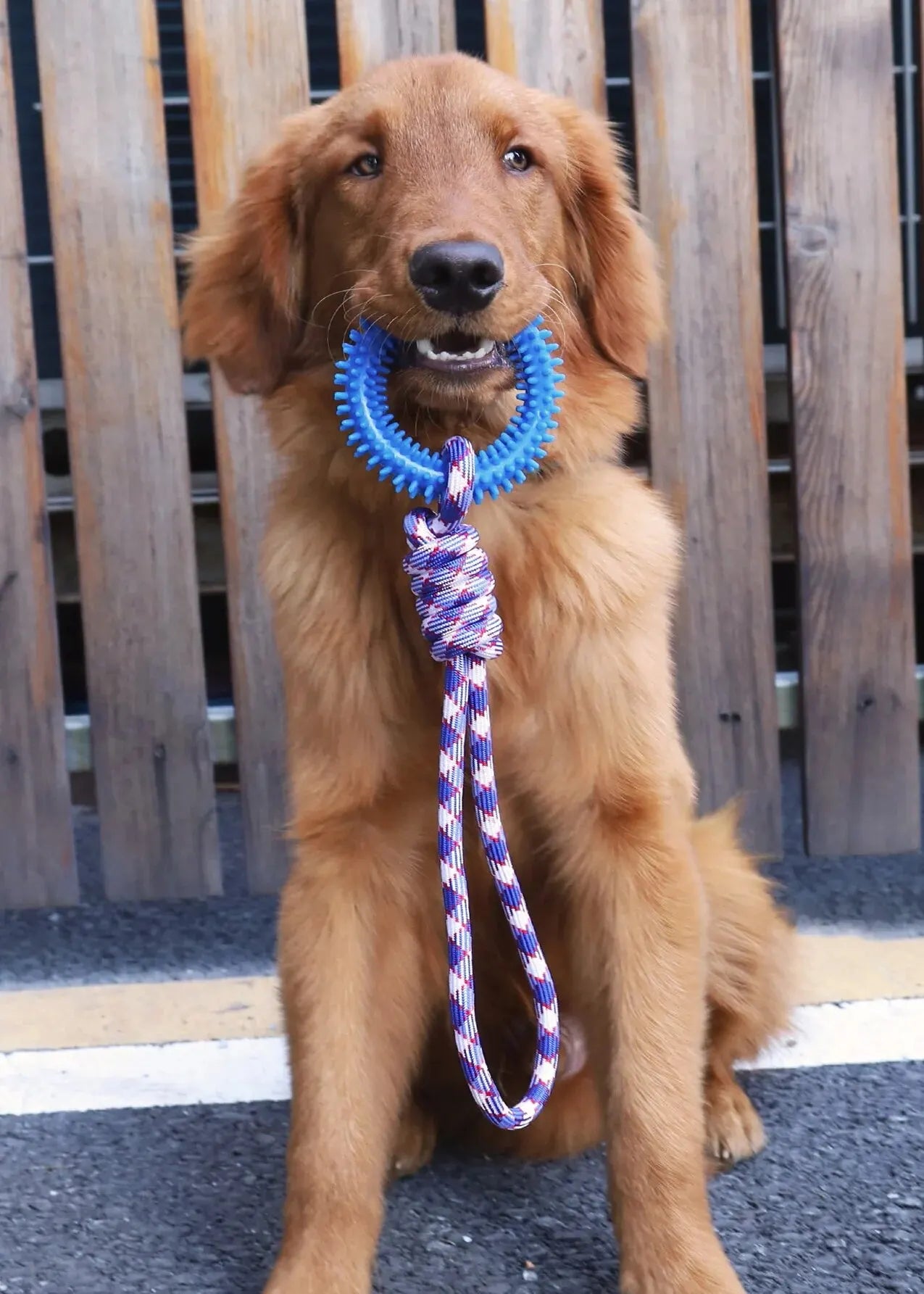 Interactive Training Ring for Dogs, Spike Toy for Teeth Cleaning