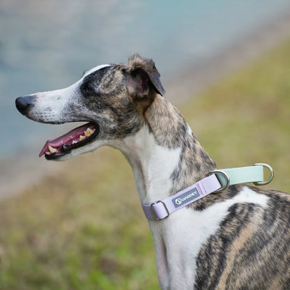 Waterproof PVC Dog Collar for Large, Medium & Small Dogs