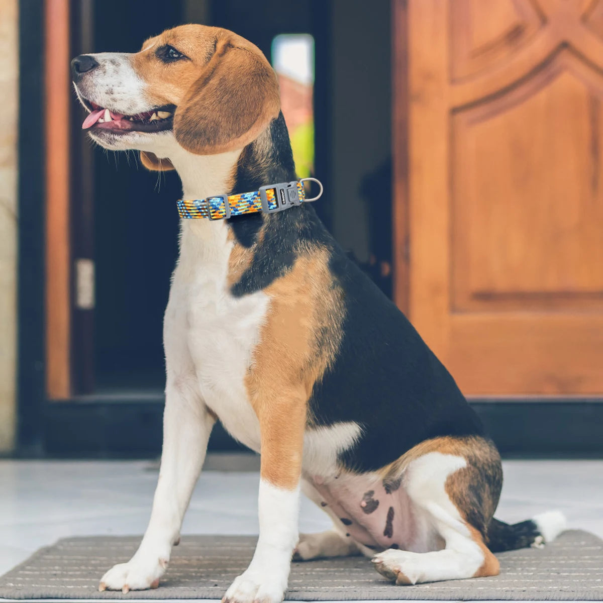 Reflective Adjustable Pet Collar - Anti-Loss Safety for Puppies and Kittens